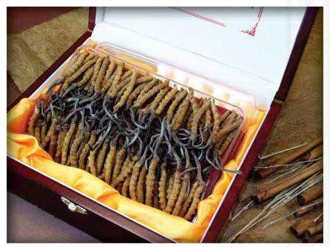 墨江冬虫夏草回收